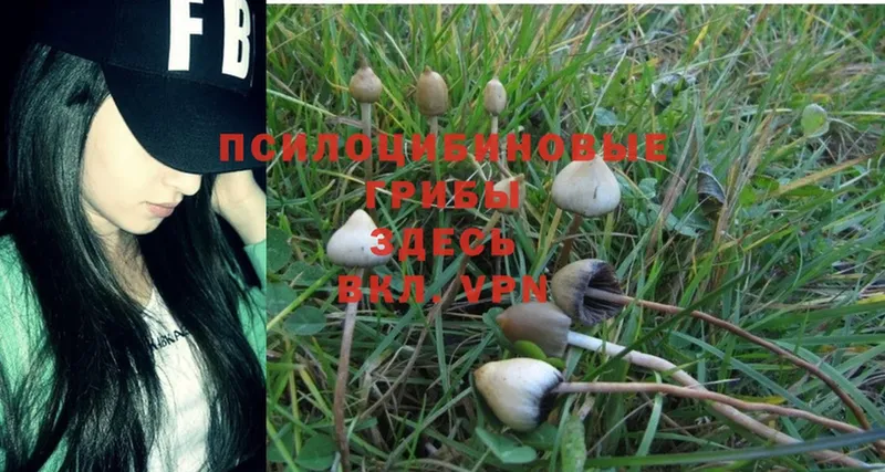 Галлюциногенные грибы Psilocybine cubensis  площадка как зайти  Льгов 